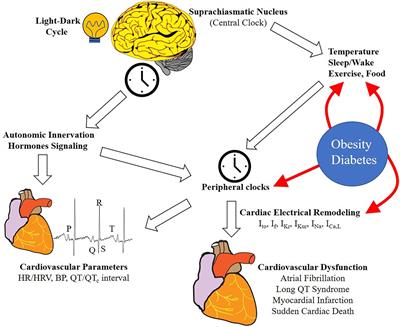 Circadian Mechanisms: Cardiac Ion Channel Remodeling and Arrhythmias